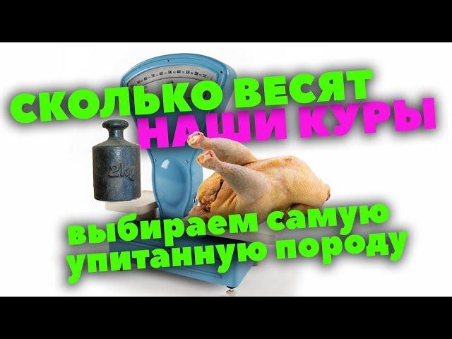 Вес кур // Выбираем самую упитанную // Описание и реальность