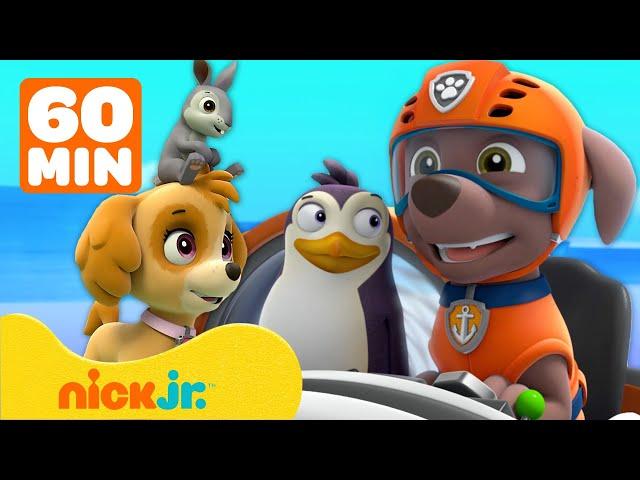 PAW Patrol | PAW Patrol helpt de dieren van Avonturenbaai! | 1 uur | Nick Jr. Nederlands