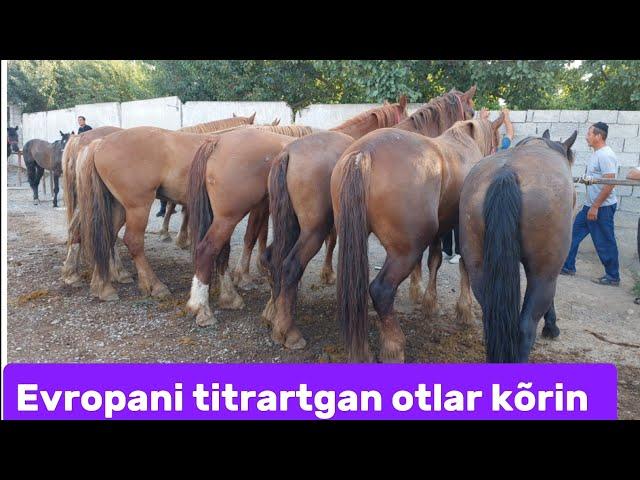 Shahidon ot bozori bugungi narhlar bilan tanishing 30.07.2024yil