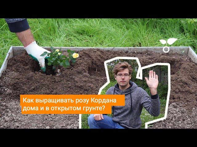 Как выращивать розу Кордана дома и в открытом грунте?