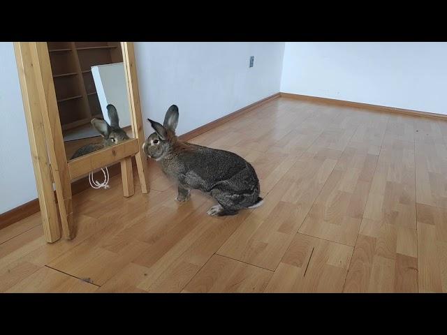 BunBun exploring the room before the new roommate moves in.