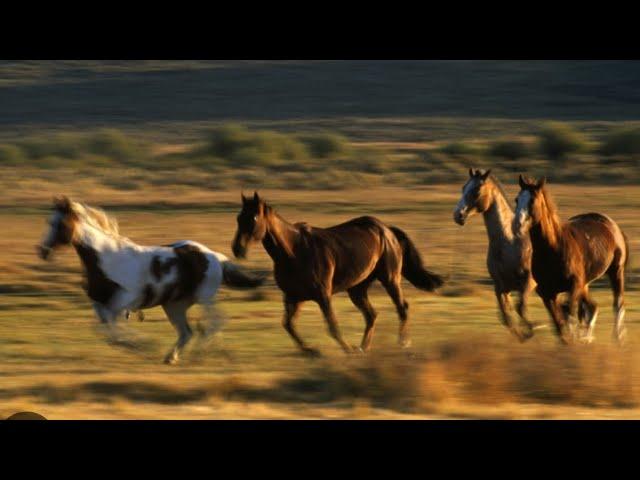 Homeskoolin' Volume 446, Tom Bukovac, "Wild 700 Horses"