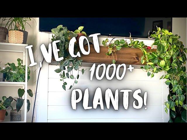 Complete Houseplant Collection Tour 2021!  plant collection 2021