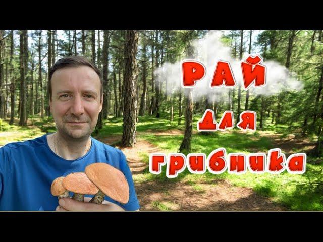 НОЧЬЮ В ЛЕСУ!!ГРИБЫ НА КАЖДОМ ШАГУ!! РАЙ ДЛЯ ГРИБНИКА!! Грибы 2024