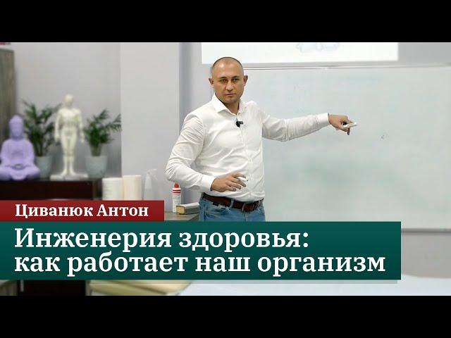 Инженерия здоровья: как работает наш организм. Прикладная кинезиология. Циванюк Антон