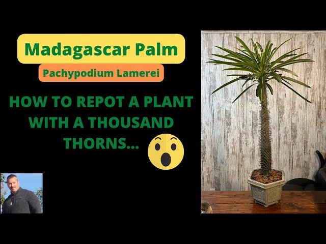 REPOTTING A MADAGASCAR PALM - Pachypodium Lamerei