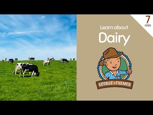 Dairy from Cows with George the Farmer