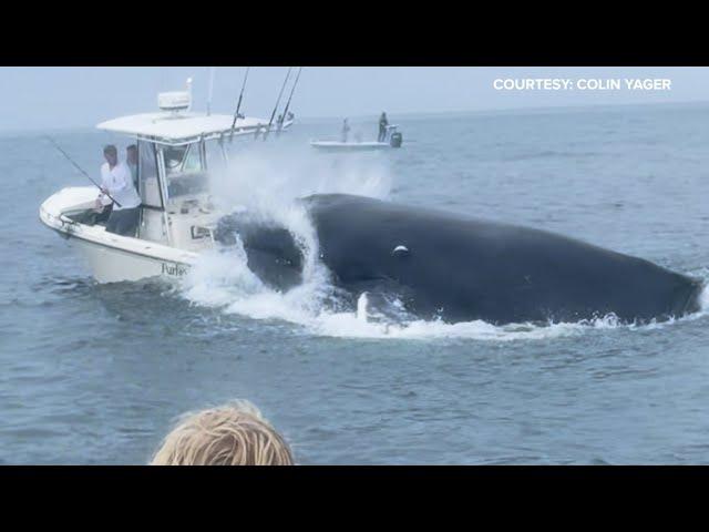 Whale capsizes boat fishing in Portsmouth Harbor off the New Hampshire coast