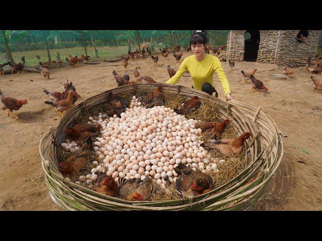 30 Days Build Many Nest For Hens To Lay Egg - Harvest Chicken Egg Go To The Village Sell