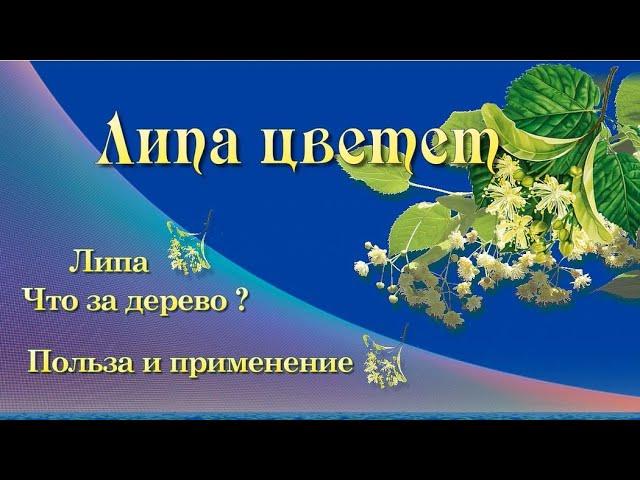 Липа цветет Полезные свойства и применение цветов липы Липовый цвет - болезни нет! Авторская съемка