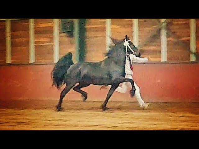 Friesian horse Saly fan 'e Goëngamieden Tsjalle x Andries Kroon 