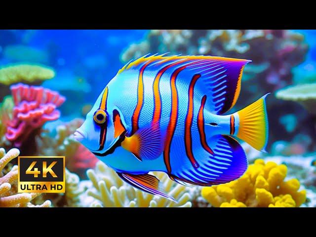 Marvel at Sea Creatures in 4K AQUARIUM - Captivating Moments With Jellyfish And Fish~#1