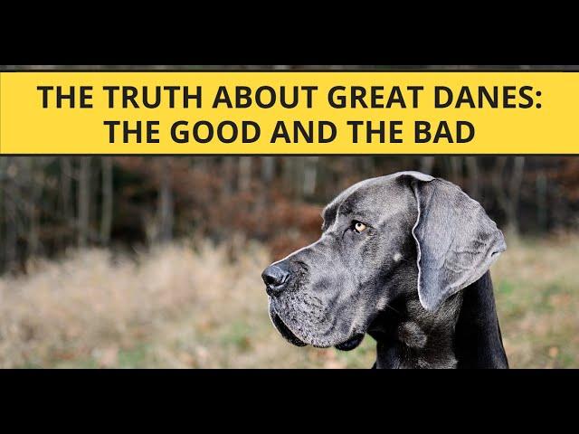 The Truth About Great Danes:  The Good and the Bad