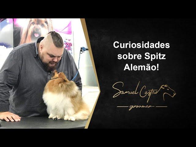 Curiosidades sobre o Spitz Alemão - SAMUEL CASTRO