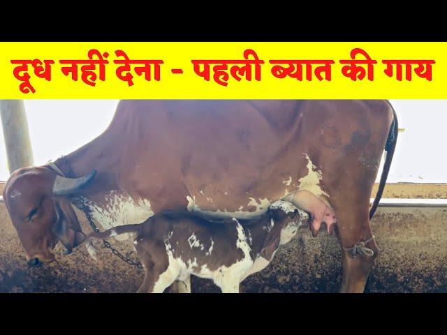 First time cow delivery milking problem