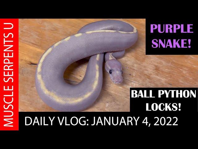 MY MOST PURPLE SNAKE!  1-2-21