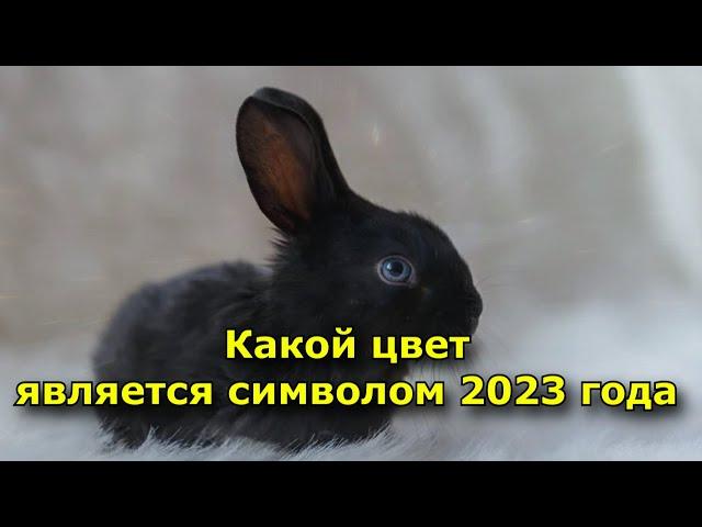 Какой цвет является символом 2023 года