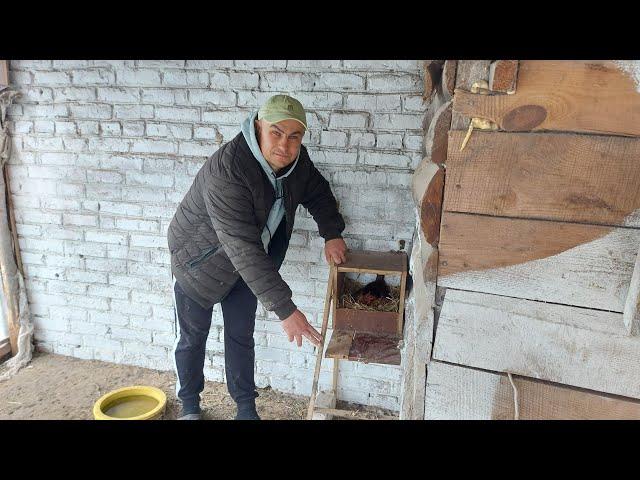 Что-то у неё не понятно. Впервые бентамку посадили на яйца.