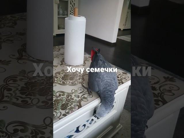 Жако Кирюша #попугай #мой любимчик#pagai