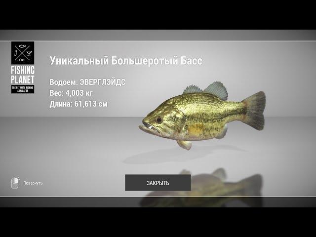 Fishing Planet - Как и где ловить Баса на озере Эверглэйдс?