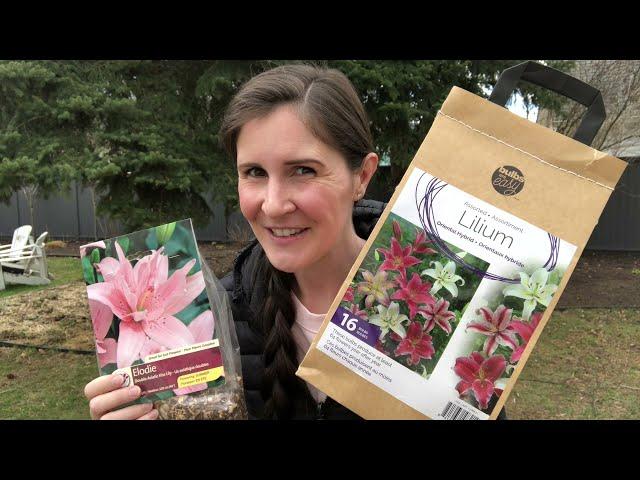 How to plant lily bulbs