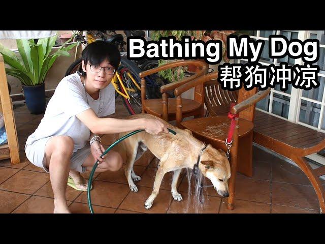 Speak Hainanese: Bathe My Dog 海南話 帮狗冲凉