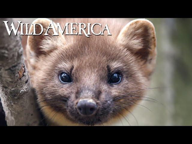 Wild America | S7 E3 Meet the Marten | Full Episode HD