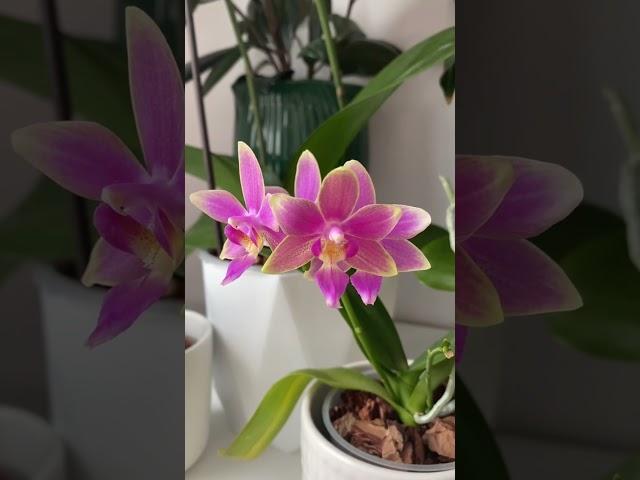 Phal. Yaphon pink beeпервое домашнее цветение#орхидеи #фаленопсис #phalaenopsis #orchids