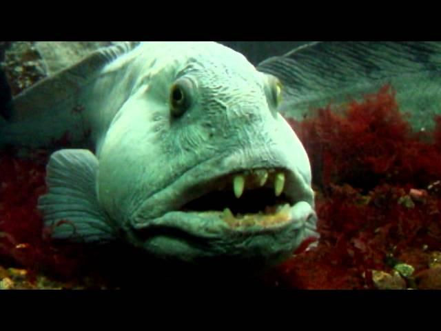 Norway 2012 Spearfishing Camp.mp4