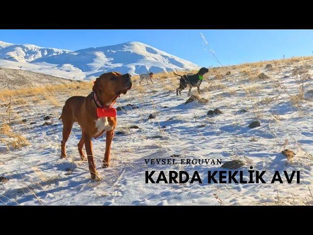 KARLI DAĞLARDA KINALI KEKLİK AVIİNGİLİZ POİNTER AV KÖPEĞİ İLE KARDA KEKLİK AVIPARTRİDGE HUNT