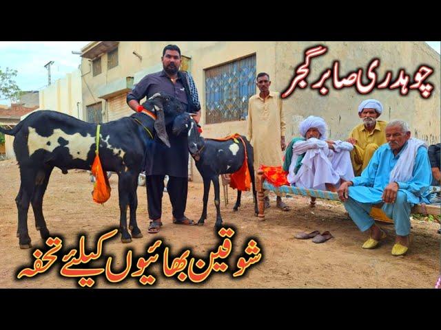 CH SABAR GUJJAR FAMOUS GOAT FARMER AMRITSERY BEETAL BREED GOATS