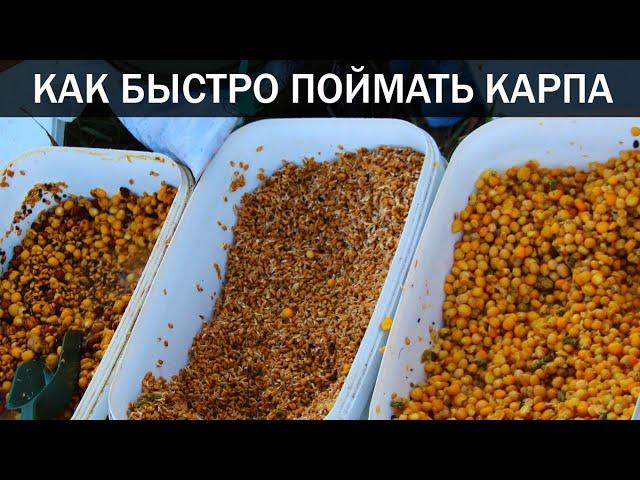 КАК БЫСТРО ПОЙМАТЬ КАРПА. Секреты успешной рыбалки