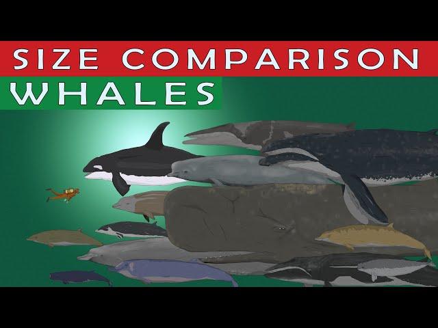 WHALES SIZE COMPARISON | 50 Living Whale Species Comparison