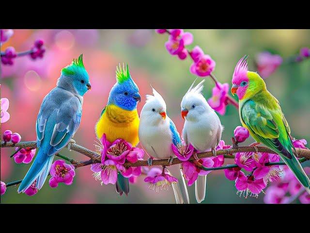 Birds Chirping 4K ~ Birdsong to Calm Nerves  Stop Overthinking, Reduce Stress, and Relax the Mind