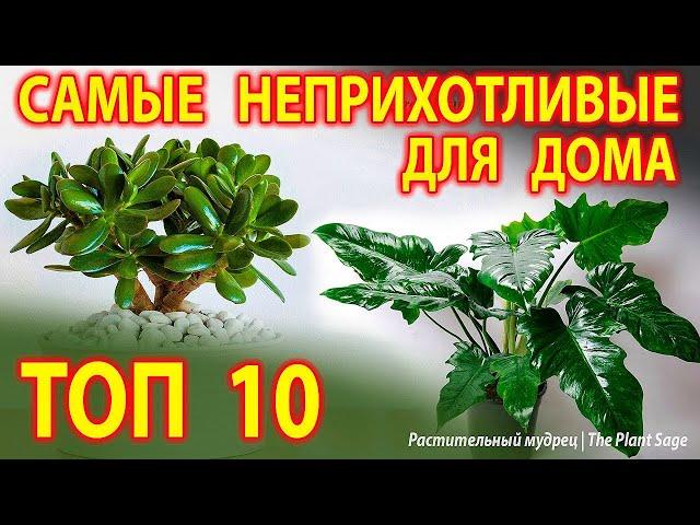 Топ 10 растений, которые выживают в любых условиях! Самые неприхотливые растения для вашего дома