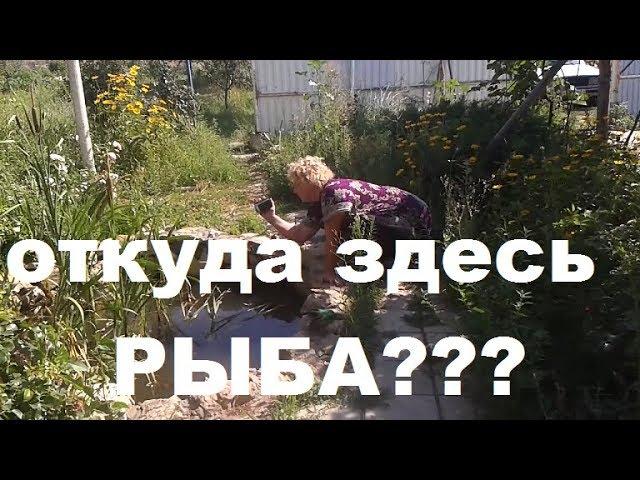 В пруду сама завелась РЫБА  Рву свои грибы Сажаю огурцы Бройлеры растут