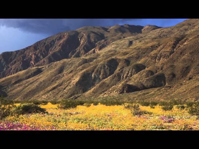 Anza-Borrego Wild Flowers Threatened By Invasive Plants