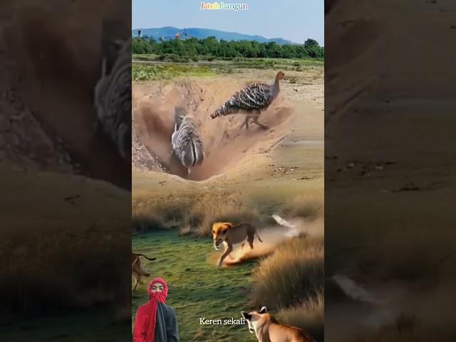 NO WAY! LION AND DEER PLAY, BIRD SCRATCHES #animals #shorts