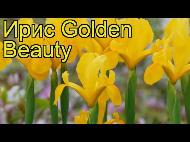 Ирис голландский (Golden Beauty). Краткий обзор, описание характеристик, где купить луковицы