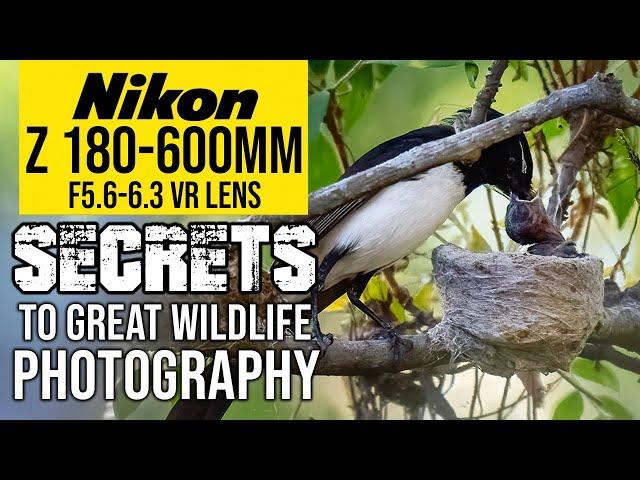 Nikon Z 180-600mm | SECRETS To Great Wildlife Photography