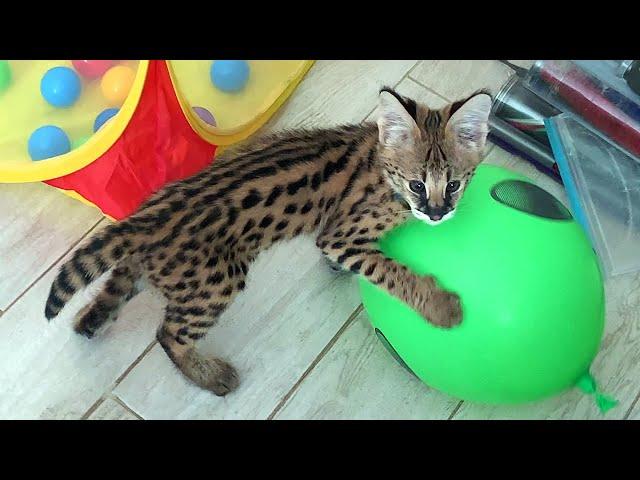 SERVAL LEARNED TO POP BALLOONS AND BRING TOYS