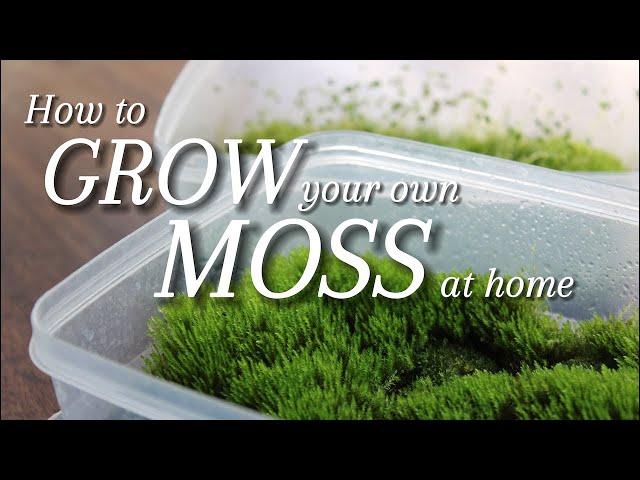 2 Ways to Grow your own Moss at Home