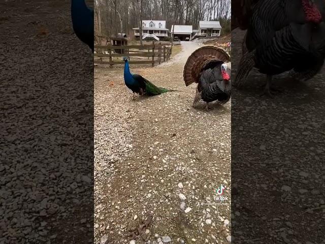 Peacock vs Turkey. Tail-Off battle #shorts