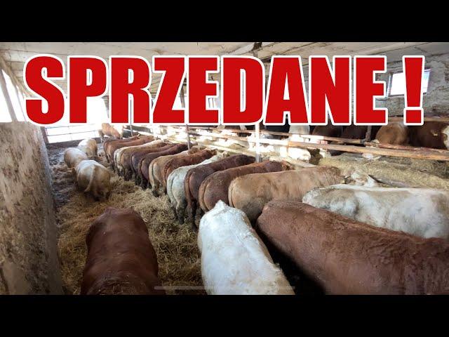 SPRZEDAJEMY ZA MAŁE BYKI ? - CHWILA PRZED SPRZEDAŻĄ