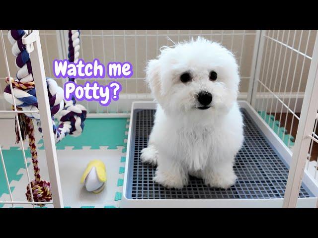 3-Month Bichon Masters Indoor Potty in 2 Weeks (Puppy Explains)