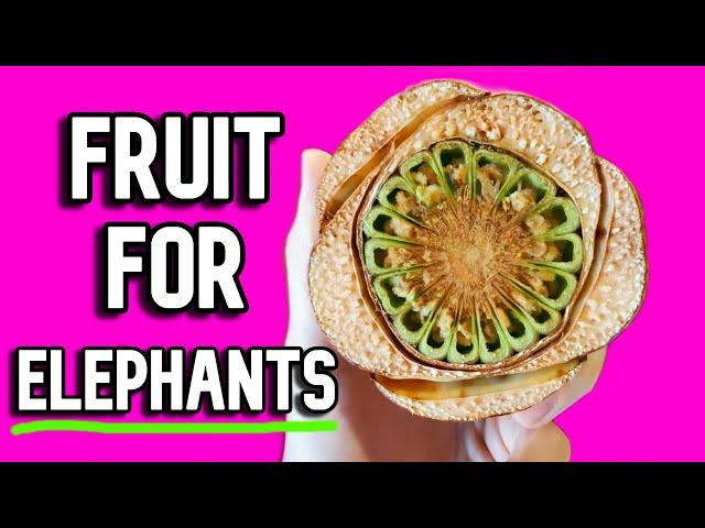 ELEPHANT APPLE - Elephants LOVE this fruit and I do too!