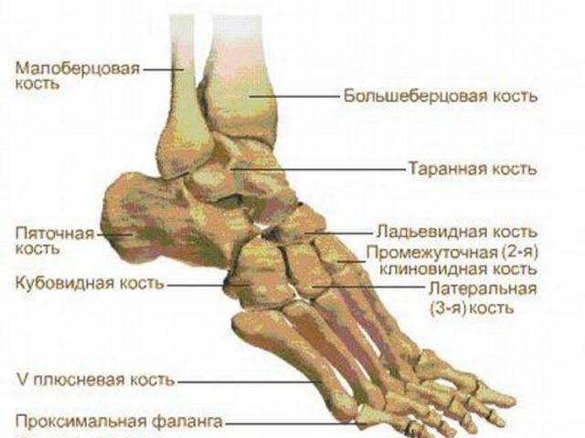 Лекция «Стопа».