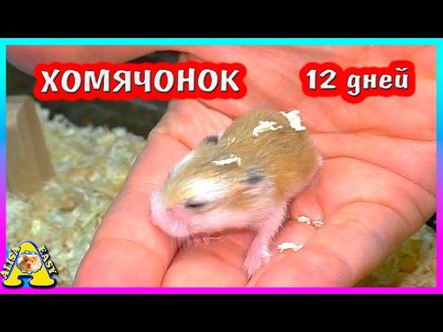 Хомячата роборовского каждый день переезды / хомяк роборовского / Alisa easy pets