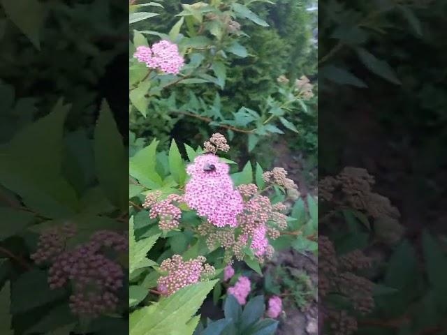 #shorts#Spirea and roses bloom. Цвітуть спірея та троянди.#shorts#roses#flowers#garden#сад#цветы