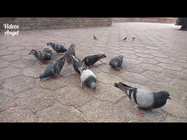 hermosas palomas comiendo en el parque